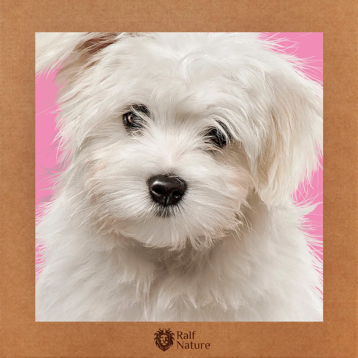 Bichon Maltese Cub T-Shirt Kids