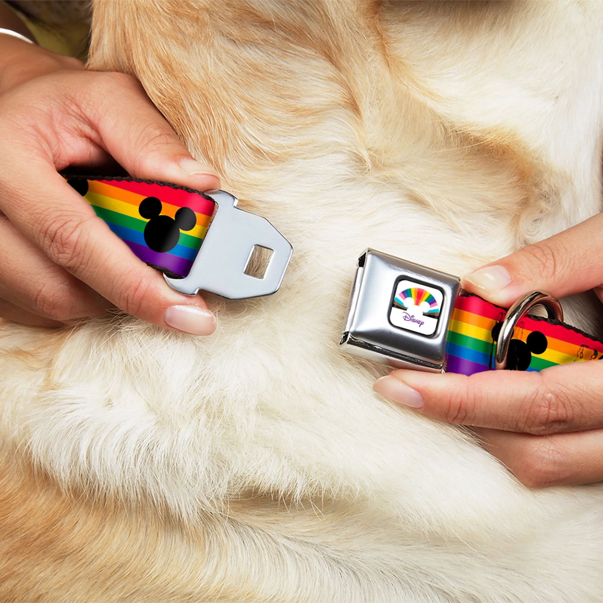 DISNEY Mickey Mouse Pride Ears Icon Full Color White/Multi Color Seatbelt Buckle Collar - Mickey Mouse Ears Icon Rainbow Pride Flag by Buckle-Down